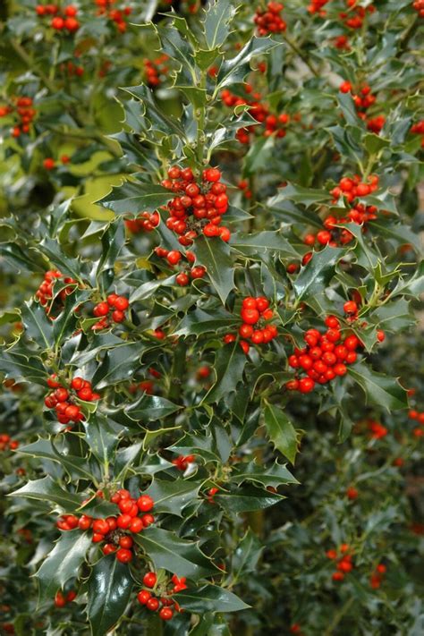 Ilex - Holly, Weihnachts Holly